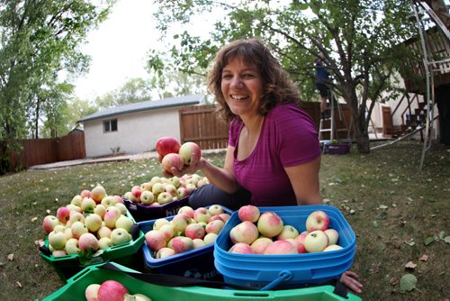 Getty Stewart, founder of Fruit Share helps pick apples from one of their donors Saturday. See Story.  Sept  14,, 2013 Ruth Bonneville Winnipeg Free Press