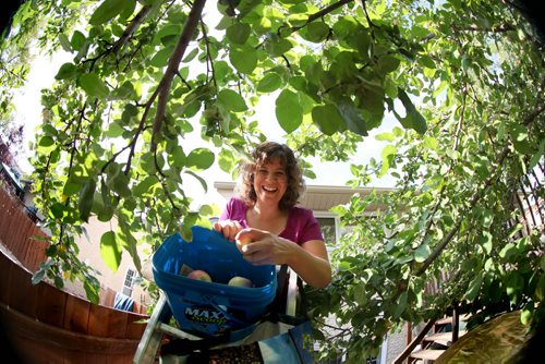 Getty Stewart, founder of Fruit Share helps pick apples from one of their donors Saturday. See Story.  Sept  14,, 2013 Ruth Bonneville Winnipeg Free Press