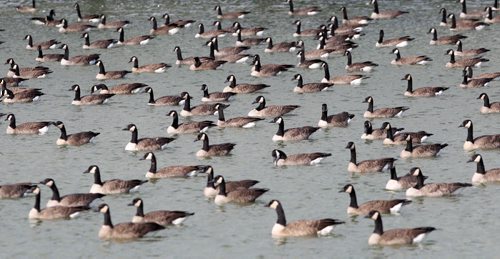 Got Geese- Hoards of Canada geese take refuge in a retention pond on University of Manitoba campus land  Standup photo- Sept 17, 2013   (JOE BRYKSA / WINNIPEG FREE PRESS)