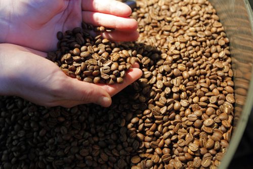 Green Bean Coffee Imports in Petersfield, Manitoba. Owner Derryl Reid. His daughter Alix works there roasting coffee beans. BORIS MINKEVICH / WINNIPEG FREE PRESS. Sept. 17, 2013