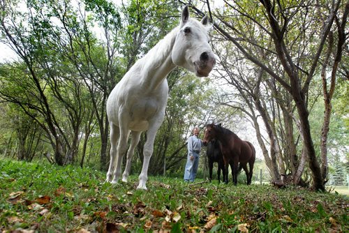Don Rocan, a resident of Springfield municipality loves spending time with his horses on his acreage near Birds Hill Park.   See Bill Redekop's story Sept  17,, 2013 Ruth Bonneville Winnipeg Free Press