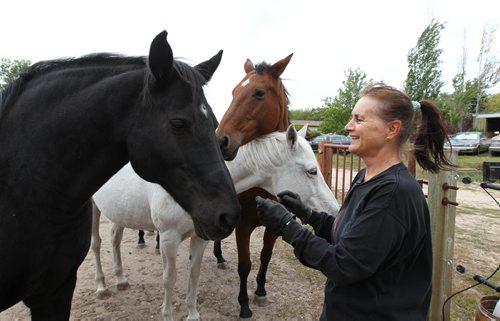 Don Rocan, a resident of Springfield municipality near loves spending time with his horses on his acreage near Birds Hill Park. Don Rocan's  wife  Bettty-Ann gets ready to feed their horses.  See Bill Redekop's Story.  Sept  17,, 2013 Ruth Bonneville Winnipeg Free Press