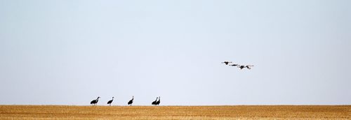 Sandhill Cranes fly off a field bear Deloraine Manitoba Tuesday morning. The migratory birds were taking advantage of spilled wheat on freshly harvested fields en route to their southern roosts. (STAND-UP) September 17, 2013 - (Phil Hossack / Winnipeg Free Press)