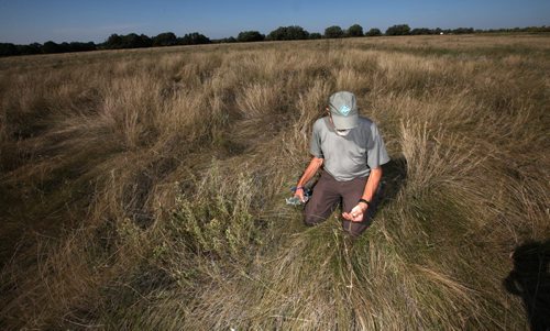 Sitting on top of a burial mound,  Roseisle artist Stephen Jackson checks out local grasses, sages and wildflowers amidst the SourisFord Burial Mounds Historic Site Tuesday afternoon. See Bart Kives story re: Mounds and Coulter Park National Historic Sites. September 17, 2013 - (Phil Hossack / Winnipeg Free Press)