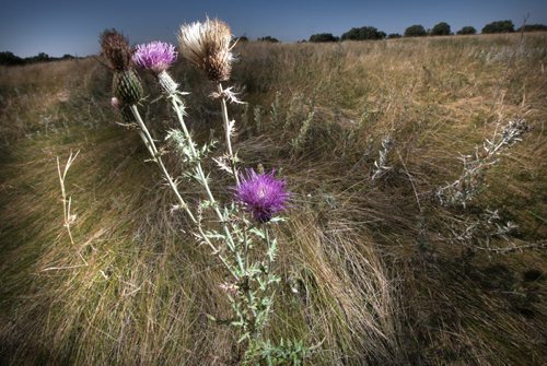 A grassland thistle strikes a thorny pose at the SourisFord Burial Mounds Tuesday afternoon. See Bart Kives story re: Mounds and Coulter Park National Historic Sites. September 17, 2013 - (Phil Hossack / Winnipeg Free Press)