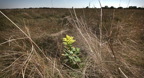 A late blooming Goldenrod bursts through the prairie grasses at the SourisFord Burial Mounds Tuesday afternoon. See Bart Kives story re: Mounds and Coulter Park National Historic Sites. September 17, 2013 - (Phil Hossack / Winnipeg Free Press)