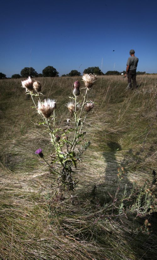 A thistle bristles out of the prairie grassland at the SourisFord Burial Mounds Tuesday afternoon. See Bart Kives story re: Mounds and Coulter Park National Historic Sites. September 17, 2013 - (Phil Hossack / Winnipeg Free Press)
