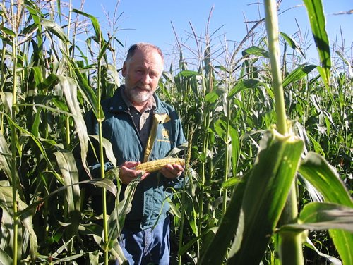 Arborg farmer Eric Fridfinnson out standing in his corn field.  Bill Redekop/Winnipeg Free Press  September 2013