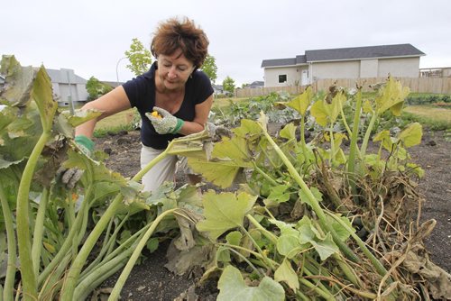 Brenda Tate rents her garden plot from the city of Winnipeg  in Paulicelli Park (Transcona) and earlier this week it was stripped clean by persons unknown.  She is with her Zucchini plants. Kevin Rollason story. Wayne Glowacki / Winnipeg Free Press Sept. 19 2013