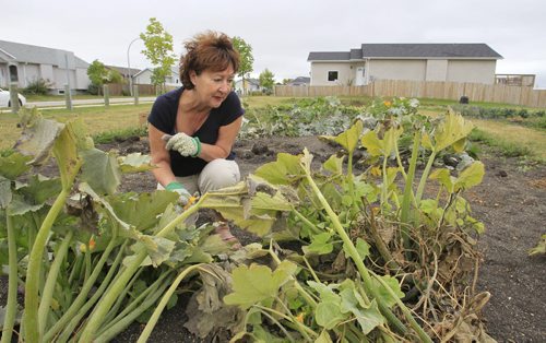 Brenda Tate rents her garden plot from the city of Winnipeg in Paulicelli Park (Transcona) and earlier this week it was stripped clean by persons unknown.  She is with her Zucchini plants. Kevin Rollason story. Wayne Glowacki / Winnipeg Free Press Sept. 19 2013