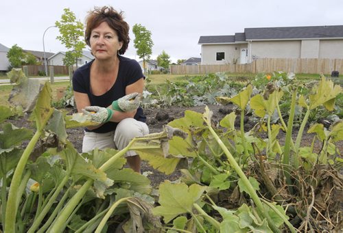 Brenda Tate rents her garden plot from the city of Winnipeg  in Paulicelli Park (Transcona) and earlier this week it was stripped clean by persons unknown.  She is with her Zucchini plants. Kevin Rollason story. Wayne Glowacki / Winnipeg Free Press Sept. 19 2013