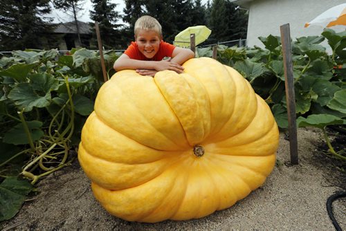 Giant Pumpkins Äì Milan Lukes age 11 has grown a crop of giant pumpkins ranging in weight  from 320lbs to 350lbs , in hist first  year of growing the giants . Story by Adam Wazny KEN GIGLIOTTI / SEPT 20 2013 / WINNIPEG FREE PRESS