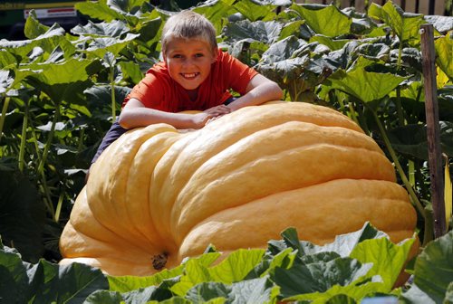 Giant Pumpkins Äì Milan Lukes age 11 has grown a crop of giant pumpkins ranging in weight  from 320lbs to 350lbs , in hist first  year of growing the giants . Story by Adam Wazny KEN GIGLIOTTI / SEPT 20 2013 / WINNIPEG FREE PRESS