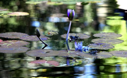 Water lilies begin to open their petals in the morning sun at the Leo Mol Pond in Assiniboine Park Saturday.  Standup photo  Sept  21,, 2013 Ruth Bonneville Winnipeg Free Press