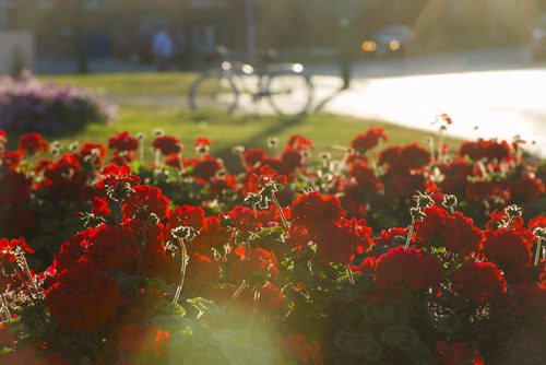 130921 Winnipeg - DAVID LIPNOWSKI / WINNIPEG FREE PRESS (September 21, 2013)  Flowers are illuminated by the setting sun in Memorial Park Saturday evening.