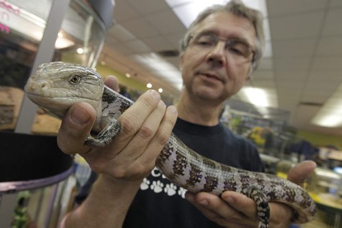 September 23, 2013 - 130923  - Lance Rosolowich, co-owner of Pet Traders, with a Blue Tongued Skink in his store Monday, September 23, 2013.  John Woods / Winnipeg Free Press