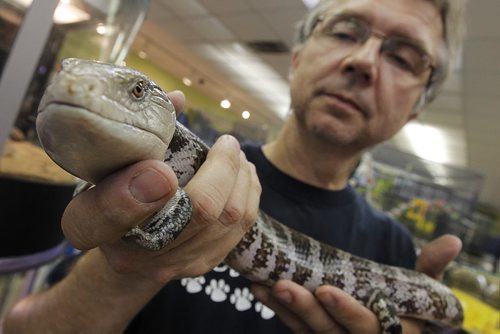 September 23, 2013 - 130923  - Lance Rosolowich, co-owner of Pet Traders, with a Blue Tongued Skink in his store Monday, September 23, 2013.  John Woods / Winnipeg Free Press