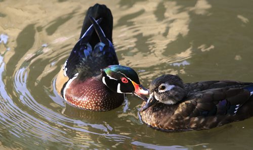 A pair of Wood Ducks in the sunshine and reflections on the Assiniboine River near The Forks on a warm fall Thursday morning. Wayne Glowacki / Winnipeg Free Press Sept. 26 2013