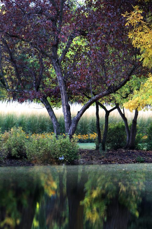 Contrasting hues of yellow, plum and green create a colourful view at Assiniboine Park Thursday. Standup Photo Sept  26,, 2013 Ruth Bonneville Winnipeg Free Press