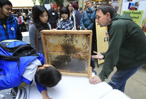 At right, beekeeper David Ostermann provides information at the  live honeybee observation hive part of the  Annual Manitoba Honey Show held at The Forks Market on September 27- 29. The  show includes a honey extracting demonstration,  an opportunity to taste some of the honey produced by local beekeepers, and purchase fresh natural honey, honey comb and  creamed honey. The event  is sponsored by the Manitoba Beekeepers' Association and is organized by the local Winnipeg Red River Apiarists' Association.  see email release.   Wayne Glowacki / Winnipeg Free Press Sept. 27 2013