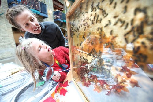 Eight year old Isabel Mierau and her mom Monique examine bees at work behind a glass enclosure at the Forks Market Saturday during the Manitoba Beekeepers Association and the Red River r Apiarists Association  annual show on honey extracting.  The exhibit which runs all weekend included  demonstrations, local honey producers and taste and purchase honey derived from various flowers. Standup photo  Sept  28,, 2013 Ruth Bonneville Winnipeg Free Press