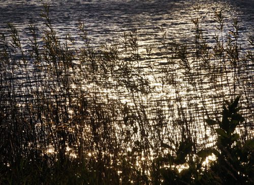 Stdup- Sunrise reflects through reeds along  the Red River , will be sunny today with high of +18 KEN GIGLIOTTI / Oct. 1 2013 / WINNIPEG FREE PRESS