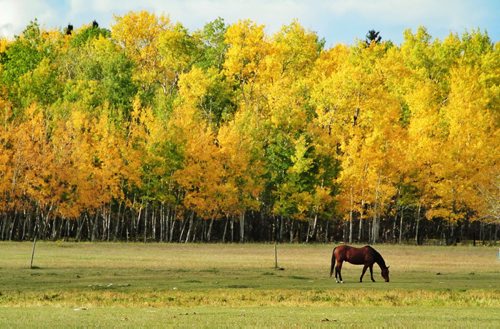 Autumn foliage frames a horse munching grass in a field east of Libau, Manitoba Thursday afternoon.  131003 October 03, 2013 Mike Deal / Winnipeg Free Press