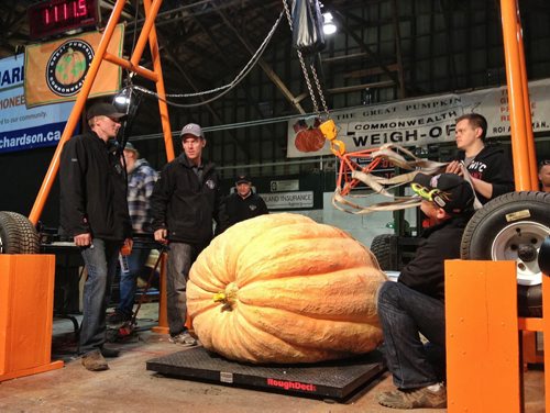 Henry Banman's pumpkin from Schanzenfeld, MB was this years winner of the Roland Pumpkin Festival weighing in at 1111.5 pounds Saturday morning.  131005 October 05, 2013 Mike Deal / Winnipeg Free Press