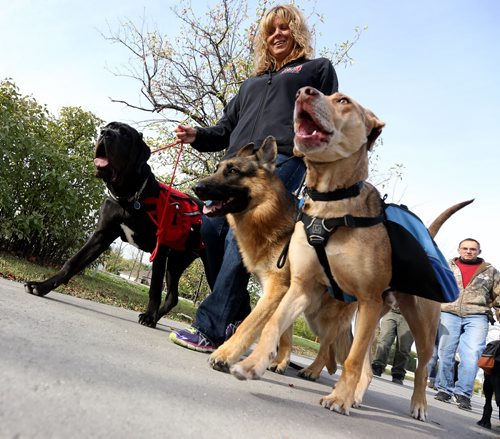 Debbi McArthur, a dog trainer during a "pack walk" through St. Francois Xavier, Sunday, October 6, 2013. McArthur is walking Bijou, Cash, Ramsay. (TREVOR HAGAN/WINNIPEG FREE PRESS)