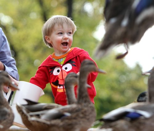 Twenty month old Ryder Buors laughs as he is surrounded by ducks along the creek at Kildonan Park Tuesday while attending park with family.  Standup photo  Oct   08,, 2013 Ruth Bonneville Winnipeg Free Press
