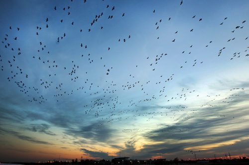A sea of Canada geese rise into the morning sky early Wednesday morning just outside Winnipeg in Headingley, Manitoba Standup photo- Oct 09, 2013   (JOE BRYKSA / WINNIPEG FREE PRESS)