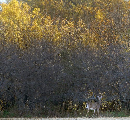 A young doe whitetail deer stands amongst the fall colours in the morning light in the RM of Cartier just west of Winnipeg Thursday morning- Standup photo- Oct 10, 2013   (JOE BRYKSA / WINNIPEG FREE PRESS)