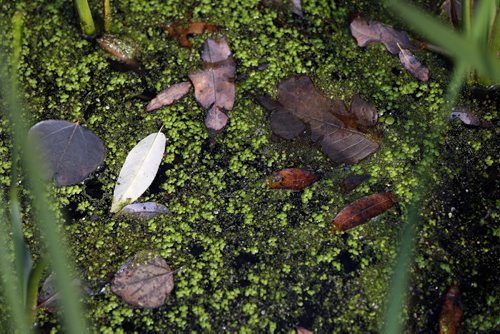 green duckweed as fallen autumn leaves  in duck pond- Saturday Picture Page proposal - Mallard ducks  in  pond - Fort Whyte Äì An autumn  walk through  a 600 acre environmental ,education and recreation centre  picture page , with lakes ,ponds , migrating  Canada Geese , ducks , song birds , wild life , boardwalks , hiking biking , canoeing , fishing , plus school programs , restaurant  KEN GIGLIOTTI / Oct. 10 2013 / WINNIPEG FREE PRESS
