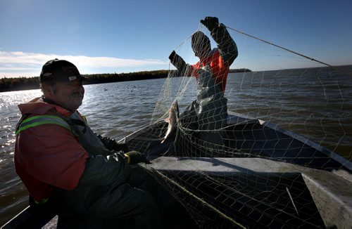 Harvey Bushie (left) and his son Rick lift nets north of Deer Island in the middle of Lake Winnipeg near Hollow Water. October 9, 2013 - (Phil Hossack / Winnipeg Free Press)