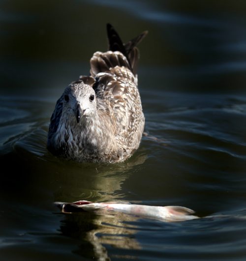 A juvenile Herring Gull moves in on scraps from nets as Harvey Bushie and his son Rick harvest fish from the Lake Winnipeg Waters near Hollow Water. October 9, 2013 - (Phil Hossack / Winnipeg Free Press)