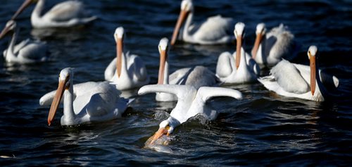Fattening up for migration, Pelicans move in on scraps from nets as Harvey Bushie and his son Rick harvest fish from the Lake Winnipeg Waters near Hollow Water. October 9, 2013 - (Phil Hossack / Winnipeg Free Press)