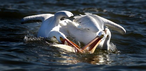 Fattening up for migration, a pair White Pelicans scrap over scraps from nets as Harvey Bushie and his son Rick harvest fish from the Lake Winnipeg Waters near Hollow Water. October 9, 2013 - (Phil Hossack / Winnipeg Free Press)