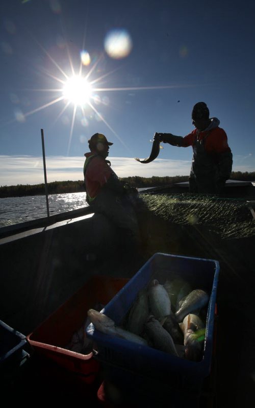 Harvey Bushie (left) and his son Rick admire a large pickerel as they  lift nets north of Deer Island in the middle of Lake Winnipeg near Hollow Water. October 9, 2013 - (Phil Hossack / Winnipeg Free Press)
