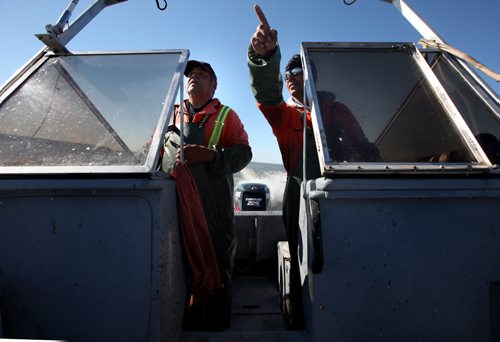 Harvey Bushie (left) and his son Rick tag team navigation through a maze of islands and reefs along the east shore of Lake WInnipeg en route to rendezvous with the crew at their fishing camp to "dress" the day's catch. October 9, 2013 - (Phil Hossack / Winnipeg Free Press)