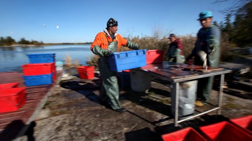 Rick Bushie unloads the day's catch to be dressed from his father Harvey's boat at their fishing camp on Lake Winnipeg's east shore. October 9, 2013 - (Phil Hossack / Winnipeg Free Press)