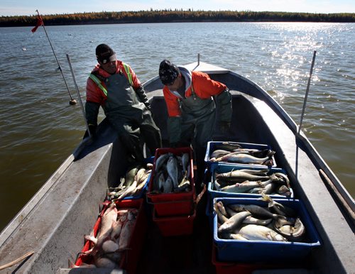 With Deer Island as a backdrop Harvey Bushie (left) and his son Rick trim their load of fish before setting out to an island Fishing camp where they will "dress" the day's catch with the rest of his crew. October 9, 2013 - (Phil Hossack / Winnipeg Free Press)
