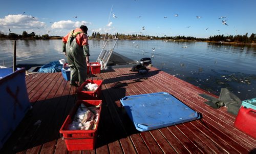 Rick Bushie moves dressed fish  back to his boat ready for the trip back home to Hollow Water from the fishing camp on Lake Winnipeg's east shore. October 9, 2013 - (Phil Hossack / Winnipeg Free Press)