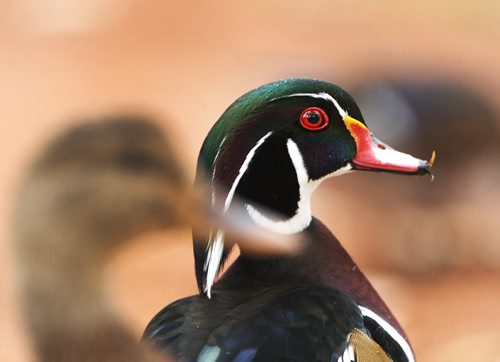 A Wood duck looking for food in Kildonan Park  Tuesday with its multicoloured iridescent plumage  Standup photo- Oct 15, 2013   (JOE BRYKSA / WINNIPEG FREE PRESS)