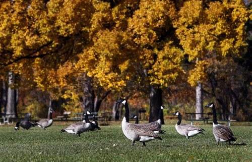 Stup- Geese feed at a very colourful Assiniboine Park preparing for the long flight migration south as temps cool in Wpg KEN GIGLIOTTI / Oct. 15 2013 / WINNIPEG FREE PRESS
