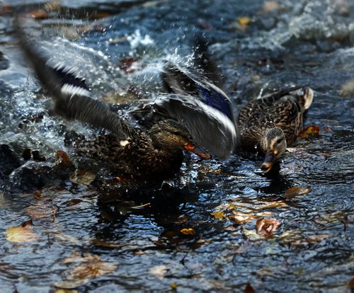 Stdup Äì Mallards ducks battle in the  autumn leaves  -Ducks at the Kildonan Park Duck Pond are a constant source of entertainment  KEN GIGLIOTTI / Oct. 17 2013 / WINNIPEG FREE PRESS