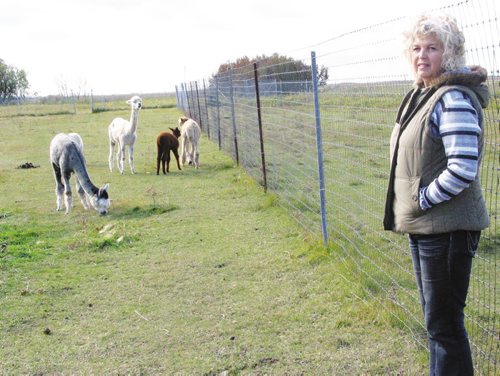 Canstar Community News Oct. 1, 2013 - Penny Gogush stands with some of the alpacas that she and husband Rick board on their Lido Plage property. (ANDREA GEARY/CANSTAR COMMUNITY NEWS)