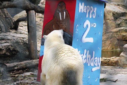 Canstar Community News Hudson the polar bear turned two years old Friday, Oct. 11, and was greeted by dozens of spectators who came down to the Assiniboine Park Zoo to sing 'Happy Birthday' to him. Hudson also received a few special treats from his keepers. (JORDAN THOMPSON)