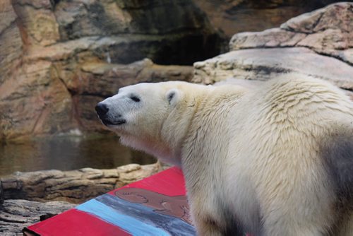 Canstar Community News Hudson the polar bear turned two years old Friday, Oct. 11, and was greeted by dozens of spectators who came down to the Assiniboine Park Zoo to sing 'Happy Birthday' to him. Hudson also received a few special treats from his keepers. (JORDAN THOMPSON)