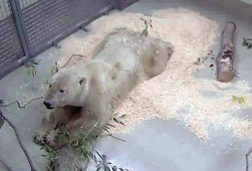Canstar Community News (16/10/2013) The new polar bear from Churchill is currently in quarentine waiting to enter the polar bear enclosure at Assiniboine Park Zoo. (SUPPLIEDPHOTO/CANSTARNEWS)