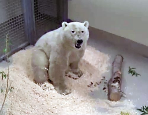 Canstar Community News (16/10/2013) The new polar bear from Churchill is currently in quarentine waiting to enter the polar bear enclosure at Assiniboine Park Zoo. (SUPPLIEDPHOTO/CANSTARNEWS)